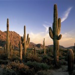 Desert Saguaros